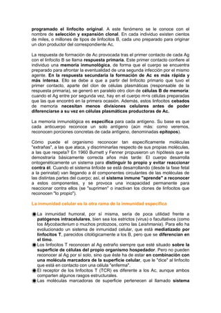 programado el linfocito original. A este fenómeno se le conoce con el
nombre de selección y expansión clonal. En cada individuo existen cientos
de miles, o millones de tipos de linfocitos B, cada uno preparado para originar
un clon productor del correspondiente Ac.
La respuesta de formación de Ac provocada tras el primer contacto de cada Ag
con el linfocito B se llama respuesta primaria. Este primer contacto confiere al
individuo una memoria inmunológica, de forma que el cuerpo se encuentra
preparado para afrontar la eventualidad de una segunda infección por el mismo
agente. En la respuesta secundaria la formación de Ac es más rápida y
más intensa. Ello se debe a que a partir del linfocito primario que tuvo el
primer contacto, aparte del clon de células plasmáticas (responsable de la
respuesta primaria), se generó en paralelo otro clon de células B de memoria:
cuando el Ag entre por segunda vez, hay en el cuerpo m<s células preparadas
que las que encontró en la primera ocasión. Además, estos linfocitos cebados
de memoria necesitan menos divisiones celulares antes de poder
diferenciarse a su vez en células plasmáticas productoras de Ac.
La memoria inmunológica es específica para cada antígeno. Su base es que
cada anticuerpo reconoce un solo antígeno (aún más: como veremos,
reconocen porciones concretas de cada antígeno, denominadas epitopos).
Cómo puede el organismo reconocer tan específicamente moléculas
"extrañas", a las que ataca, y discriminarlas respecto de sus propias moléculas,
a las que respeta? En 1960 Burnett y Fenner propusieron un hipótesis que se
demostraría básicamente correcta años más tarde: El cuerpo desarrolla
ontogenéticamente un sistema para distinguir lo propio y evitar reaccionar
contra él. Cuando el sistema linfoide se está desarrollando (desde la fase fetal
a la perinatal) van llegando a él componentes circulantes de las moléculas de
las distintas partes del cuerpo; así, el sistema inmune "aprende" a reconocer
a estos componentes, y se provoca una incapacidad permanente para
reaccionar contra ellos (se "suprimen" o inactivan los clones de linfocitos que
reconocen "lo propio").
La inmunidad celular es la otra rama de la inmunidad específica
La inmunidad humoral, por sí misma, sería de poca utilidad frente a
patógenos intracelulares, bien sea los estrictos (virus) o facultativos (como
los Mycobacterium o muchos protozoos, como las Leishmania). Para ello ha
evolucionado un sistema de inmunidad celular, que está mediatizado por
linfocitos T, parecidos citológicamente a los B, pero que se diferencian en
el timo.
Los linfocitos T reconocen al Ag extraño siempre que esté situado sobre la
superficie de células del propio organismo hospedador. Pero no pueden
reconocer al Ag por sí solo, sino que éste ha de estar en combinación con
una molécula marcadora de la superficie celular, que le "dice" al linfocito
que está en contacto con una célula "enferma".
El receptor de los linfocitos T (TCR) es diferente a los Ac, aunque ambos
comparten algunos rasgos estructurales.
Las moléculas marcadoras de superficie pertenecen al llamado sistema
 