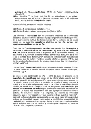 principal de histocompatibilidad (MHC, de "Major Histocompatibility
Complex").
Los linfocitos T, al igual que los B, se seleccionan y se activan
combinándose con el antígeno (aunque necesitan junto a él moléculas
MHC), lo que provoca su expansión clonal.
Funcionalmente, existen dos tipos de linfocitos T:
linfocitos T citototóxicos o matadores (TC);
linfocitos T colaboradores o coadyuvantes ("helper") (TH);
Los linfocitos T citotóxicos son los principales efectores de la inmunidad
específica celular: destruyen células del propio organismo infectadas por virus.
En el cuerpo existe multitud de clones distintos de TC, cada uno de los cuales
posee en su superficie receptores distintos de los Ac, aunque con
porciones parecidas a las de los Ac.
Cada clon de TC está programado para fabricar un solo tipo de receptor, y
reconoce la combinación de un determinado Ag junto con una molécula
MHC de clase I, situados sobre la superficie de la célula diana enferma. De
esta forma, el TC entra en estrecho contacto con la célula diana, tras de lo cual
le da el llamado "beso de la muerte", consistente en la secreción de sustancias
citotóxicas, que la matan. También secreta interferón gamma (IFN-(), que
tiende a reducir la diseminación del virus en caso de que éste no induzca bien
el IFN-" o el IFN-8.
Los linfocitos T colaboradores no tienen actividad matadora, sino que ocupan
un papel central en el sistema inmune, activando a otras células: macrófagos,
linfocitos TC y B.
Se unen a una combinación de {Ag + MHC de clase II} presente en la
superficie de macrófagos que tengan en su interior algún parásito que ha
logrado sobrevivir intracelularmente. (En estos casos, el macrófago, aunque no
ha logrado vencer por sí mismo al parásito, ha logrado al menos procesar y
enviar a la superficie antígenos del invasor). Al unirse al macrófago de esta
manera, se induce en el TH la producción de IFN-gamma y de linfocinas, que
activan las funciones del macrófago, provocando la muerte intracelular del
parásito. De nuevo nos encontramos con otro ejemplo de conexión entre el
sistema de inmunidad natural y el adquirido. (El sistema de inmunidad
adquirida, que es muy específico, y que supone un logro evolutivo "reciente" -
apareció en los vertebrados- aprovecha lo que ya sabía hacer el más primitivo
sistema de inmunidad natural, mejorándolo y confiriéndole especificidad de
modo indirecto; esto es un buen ejemplo de que la evolución no suele desechar
logros antiguos, sino que los reutiliza y modifica para integrarlos en sistemas
cada vez más complejos y perfectos).
 