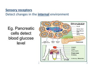 Sensory receptors
Detect changes in the internal environment
Eg. Pancreatic
cells detect
blood glucose
level
 