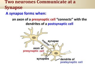 Two neurones Communicate at a
Synapse
A synapse forms when:
an axon of a presynaptic cell “connects” with the
dendrites of a postsynaptic cell
 