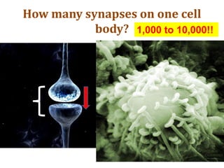 How many synapses on one cell
body? 1,000 to 10,000!!
 