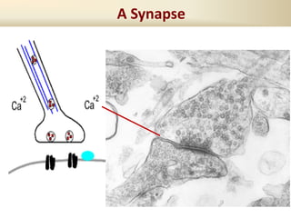 A Synapse
 