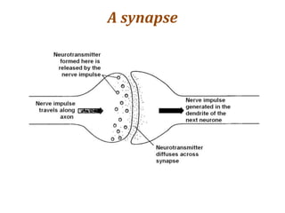 A synapse
 