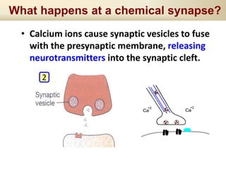 What happens at a chemical synapse?
• Calcium ions cause synaptic vesicles to fuse
with the presynaptic membrane, releasing
neurotransmitters into the synaptic cleft.
2
 