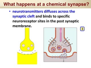 What happens at a chemical synapse?
• neurotransmitters diffuses across the
synaptic cleft and binds to specific
neuroreceptor sites in the post synaptic
membrane.
3
 