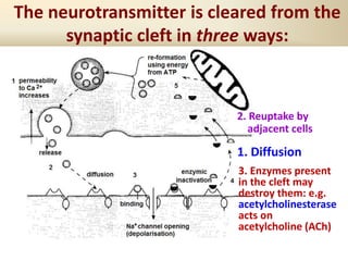 1. Diffusion
The neurotransmitter is cleared from the
synaptic cleft in three ways:
2. Reuptake by
adjacent cells
3. Enzymes present
in the cleft may
destroy them: e.g.
acetylcholinesterase
acts on
acetylcholine (ACh)
 