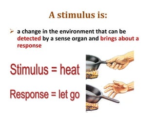 A stimulus is:
 a change in the environment that can be
detected by a sense organ and brings about a
response
 