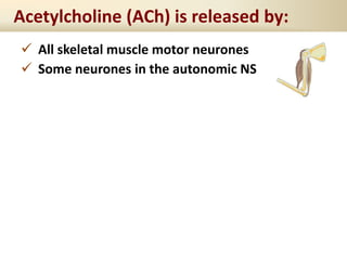  All skeletal muscle motor neurones
 Some neurones in the autonomic NS
Acetylcholine (ACh) is released by:
 