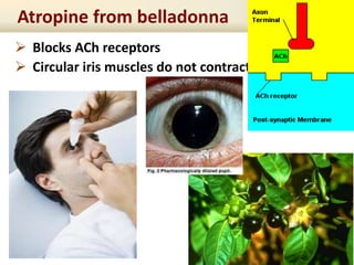  Blocks ACh receptors
 Circular iris muscles do not contract
Atropine from belladonna
 