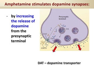 Amphetamine stimulates dopamine synapses:
- by increasing
the release of
dopamine
from the
presynaptic
terminal
DAT – dopamine transporter
 