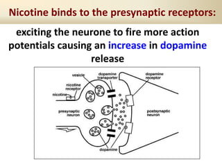 Nicotine binds to the presynaptic receptors:
exciting the neurone to fire more action
potentials causing an increase in dopamine
release
 