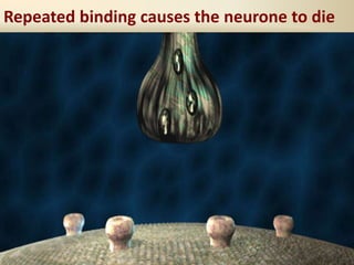 Repeated binding causes the neurone to die
 