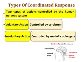 Types Of Coordinated Response
Two types of actions controlled by the human
nervous system
Voluntary Action
Involuntary Action
Controlled by cerebrum
Controlled by medulla oblongata
 