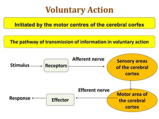 Voluntary Action
Initiated by the motor centres of the cerebral corfex
The pathway of transmission of information in voluntary action
Receptors
Sensory areas
of the cerebral
cortex
Motor area of
the cerebral
cortex
Effector
Afferent nerve
Efferent nerve
Stimulus
Response
 