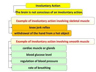 Involuntary Action
The brain is not conscious of an involuntary action.
Example of involuntary action involving skeletal muscle
knee jerk reflex
withdrawal of the hand from a hot object
Example of involuntary action involving smooth muscle
cardiac muscle or glands
regulation of blood pressure
rate of breathing
blood glucose level
 