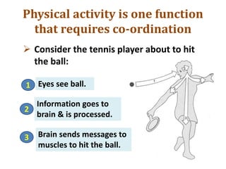  Consider the tennis player about to hit
the ball:
Physical activity is one function
that requires co-ordination
1 Eyes see ball.
2
3
Information goes to
brain & is processed.
Brain sends messages to
muscles to hit the ball.
 