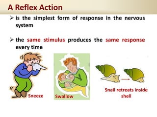 A Reflex Action
 is the simplest form of response in the nervous
system
 the same stimulus produces the same response
every time
Sneeze Swallow
Snail retreats inside
shell
 