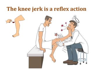 The knee jerk is a reflex action
 