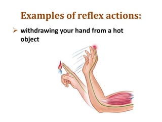 Examples of reflex actions:
 withdrawing your hand from a hot
object
 