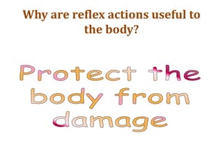 Why are reflex actions useful to
the body?
 