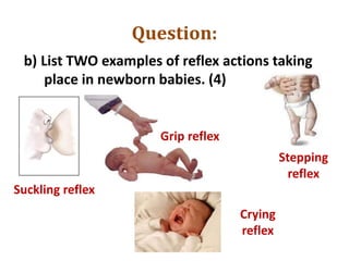 Question:
b) List TWO examples of reflex actions taking
place in newborn babies. (4)
Suckling reflex
Grip reflex
Stepping
reflex
Crying
reflex
 