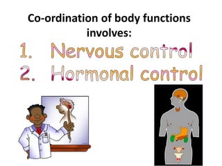Co-ordination of body functions
involves:
 