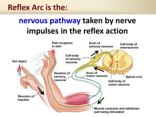 Reflex Arc is the:
nervous pathway taken by nerve
impulses in the reflex action
 