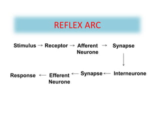 REFLEX ARC
Stimulus Afferent
Neurone
Interneurone
Receptor Synapse
Response Efferent
Neurone
Synapse
 