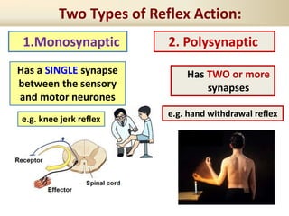 Two Types of Reflex Action:
1.Monosynaptic 2. Polysynaptic
e.g. knee jerk reflex
Has a SINGLE synapse
between the sensory
and motor neurones
e.g. hand withdrawal reflex
Has TWO or more
synapses
lex
 