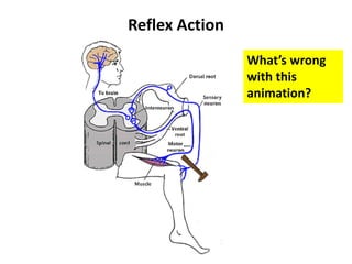 Reflex Action
What’s wrong
with this
animation?
 