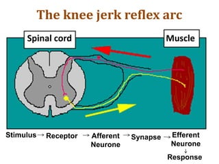The knee jerk reflex arc
MuscleSpinal cord
Stimulus Afferent
Neurone
Receptor Synapse
Response
Efferent
Neurone
 