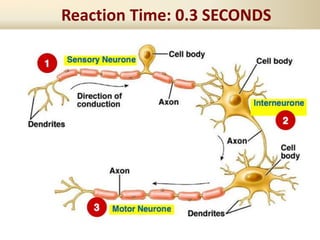 Reaction Time: 0.3 SECONDS
 