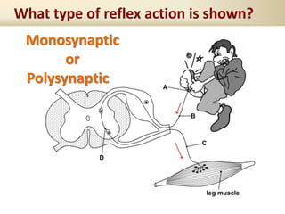 What type of reflex action is shown?
Monosynaptic
or
Polysynaptic
 