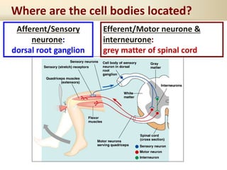 Where are the cell bodies located?
Afferent/Sensory
neurone:
dorsal root ganglion
Efferent/Motor neurone &
interneurone:
grey matter of spinal cord
 