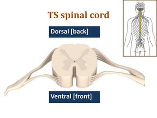Dorsal [back]
TS spinal cord
Ventral [front]
 