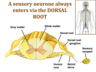 A sensory neurone always
enters via the DORSAL
ROOT
 