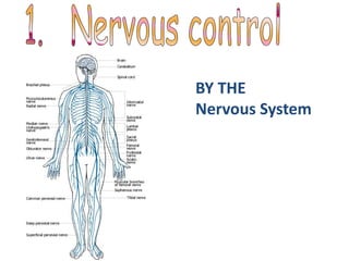 BY THE
Nervous System
 