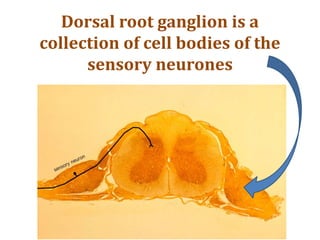 Dorsal root ganglion is a
collection of cell bodies of the
sensory neurones
 