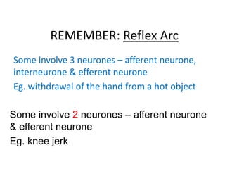 REMEMBER: Reflex Arc
Some involve 3 neurones – afferent neurone,
interneurone & efferent neurone
Eg. withdrawal of the hand from a hot object
Some involve 2 neurones – afferent neurone
& efferent neurone
Eg. knee jerk
 