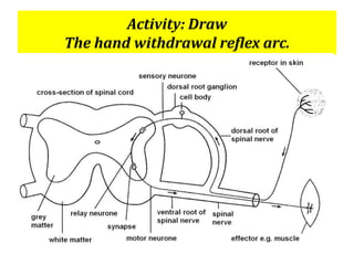Activity: Draw
The hand withdrawal reflex arc.
 