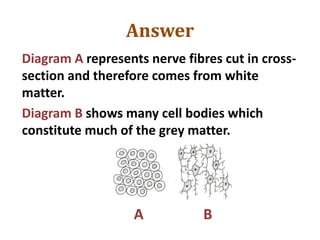 Answer
Diagram A represents nerve fibres cut in cross-
section and therefore comes from white
matter.
Diagram B shows many cell bodies which
constitute much of the grey matter.
A B
 