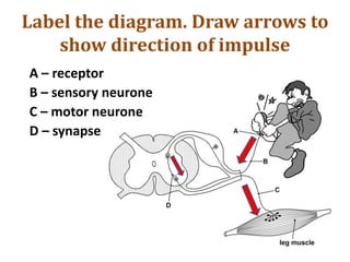 Label the diagram. Draw arrows to
show direction of impulse
A – receptor
B – sensory neurone
C – motor neurone
D – synapse
 
