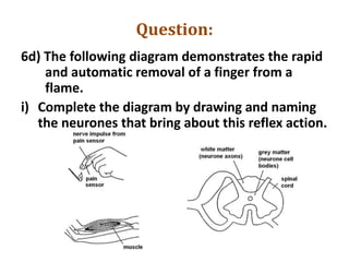 Question:
6d) The following diagram demonstrates the rapid
and automatic removal of a finger from a
flame.
i) Complete the diagram by drawing and naming
the neurones that bring about this reflex action.
 