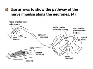 ii) Use arrows to show the pathway of the
nerve impulse along the neurones. (4)
 