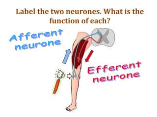 Label the two neurones. What is the
function of each?
 