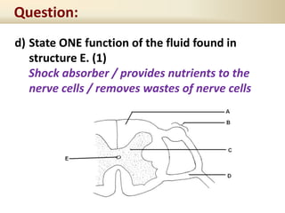 Question:
d) State ONE function of the fluid found in
structure E. (1)
Shock absorber / provides nutrients to the
nerve cells / removes wastes of nerve cells
 