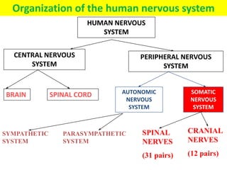 Organization of the human nervous system
BRAIN
SPINAL
NERVES
(31 pairs)
CRANIAL
NERVES
(12 pairs)
AUTONOMIC
NERVOUS
SYSTEM
SPINAL CORD
CENTRAL NERVOUS
SYSTEM
HUMAN NERVOUS
SYSTEM
PERIPHERAL NERVOUS
SYSTEM
SOMATIC
NERVOUS
SYSTEM
SYMPATHETIC
SYSTEM
PARASYMPATHETIC
SYSTEM
 