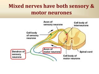 Mixed nerves have both sensory &
motor neurones
 
