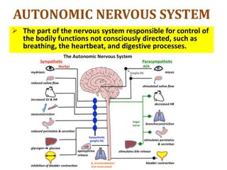 AUTONOMIC NERVOUS SYSTEM
 The part of the nervous system responsible for control of
the bodily functions not consciously directed, such as
breathing, the heartbeat, and digestive processes.
 