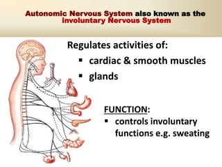 Autonomic Nervous System also known as the
involuntary Nervous System
Regulates activities of:
 cardiac & smooth muscles
 glands
FUNCTION:
 controls involuntary
functions e.g. sweating
 